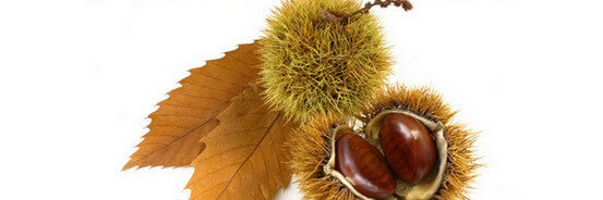 Le macérat de bourgeons de Châtaignier